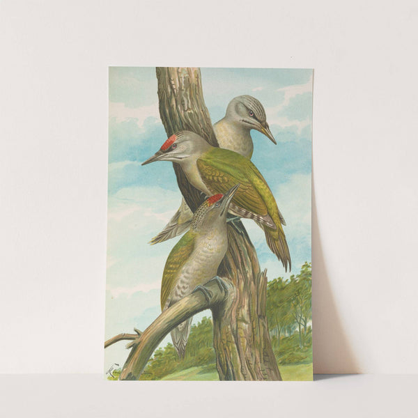 Picus canus by Johann Friedrich Naumann