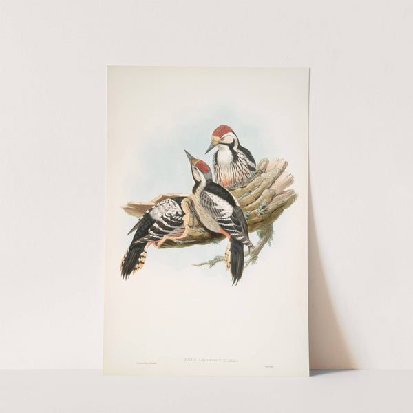 Picus leuconotus. White-backed Woodpecker. (1862-1873) by John Gould