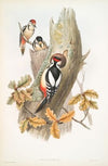 Picus major. Great Spotted Woodpecker. (1862-1873)