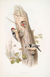 Picus minor. Lesser Spotted Woodpecker. (1862-1873)