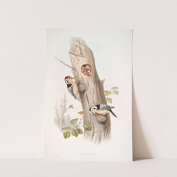 Picus minor. Lesser Spotted Woodpecker. (1862-1873) by John Gould