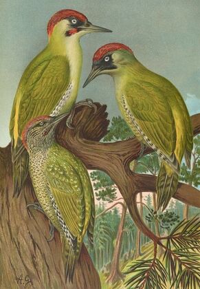 Picus viridis