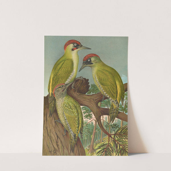 Picus viridis by Johann Friedrich Naumann