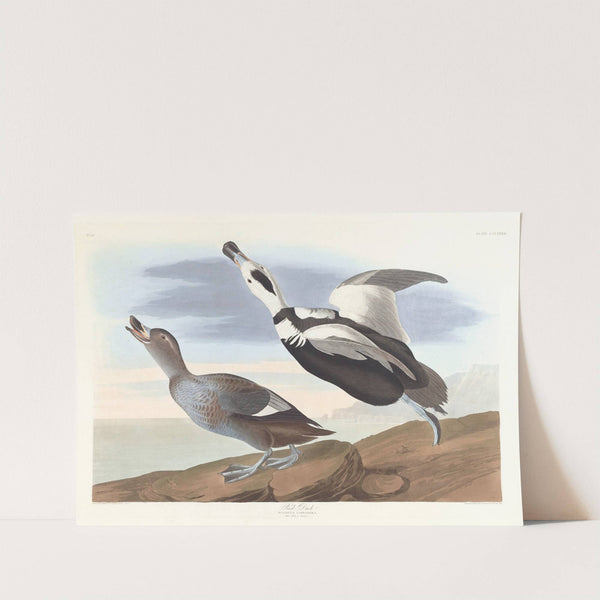Pied duck (1827–1838) by John James Audubon