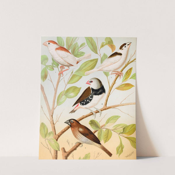 Pied Mannkins, Diamond Sparrow, Nutmeg Or Spice Bird by W. A . Blakston