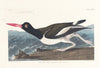 Pied oyster-catcher