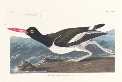 Pied oyster-catcher