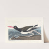 Pied oyster-catcher (1827–1838) by John James Audubon
