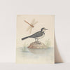 Pied Wagtail and Dragonfly by George Edwards