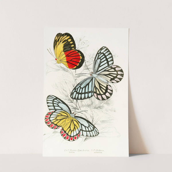 Pieris Epicharis, Pieris Philyra by James Duncan