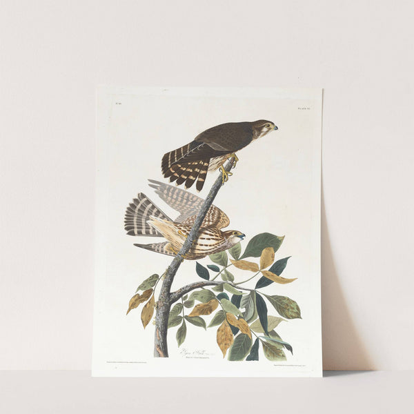 Pigeon hawk (1827–1838) by John James Audubon