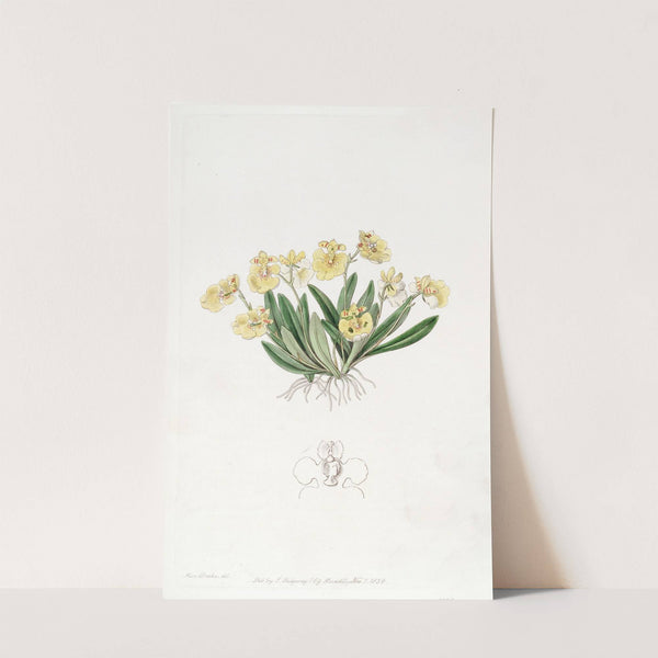 Pigmy Oncidium by Sydenham Edwards