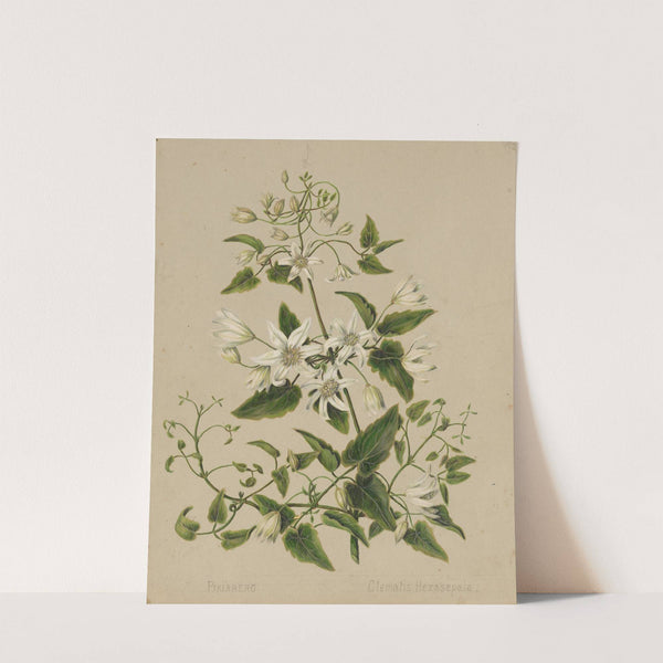 Pikiarero - Clematis hexasepala by Sarah Featon