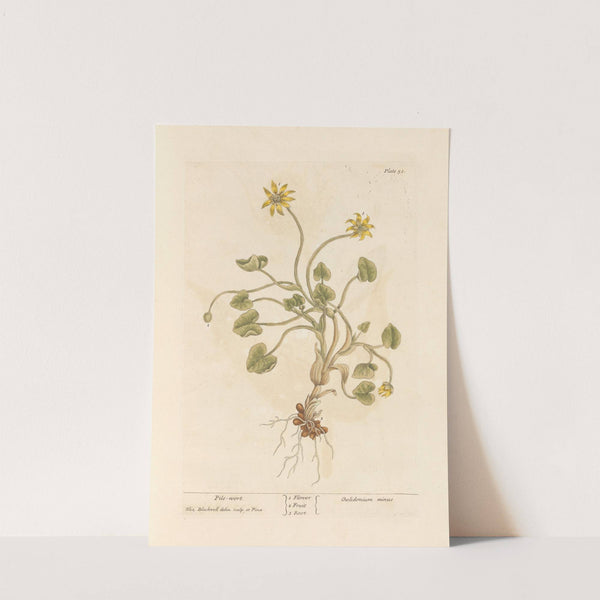 Pile-wort (1739) by Elizabeth Blackwell