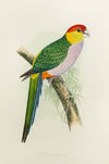 Pileated parrakeet (1884-1887)