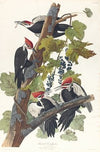 Pileated woodpecker