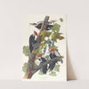 Pileated woodpecker (1827–1838) by John James Audubon