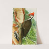 Pileated Woodpecker,Downy Woodpecker by Louis Agassiz Fuertes