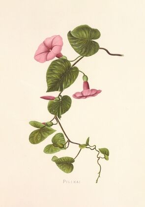 Pilikai (1885)