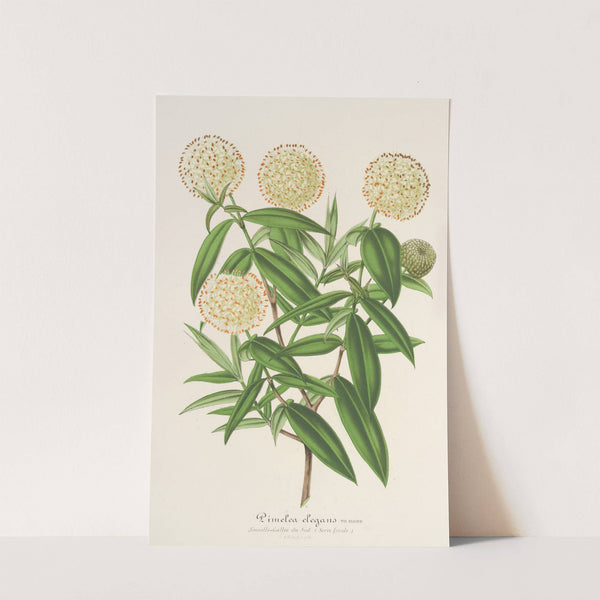 Pimelea elegans by Charles Antoine Lemaire