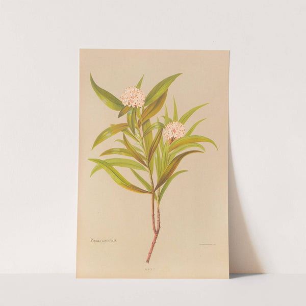 Pimelea Longifolia by Georgina Burne Hetley