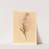 Pimelea Prostrata by Georgina Burne Hetley