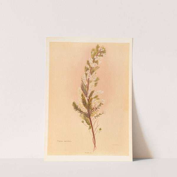 Pimelea Prostrata by Georgina Burne Hetley