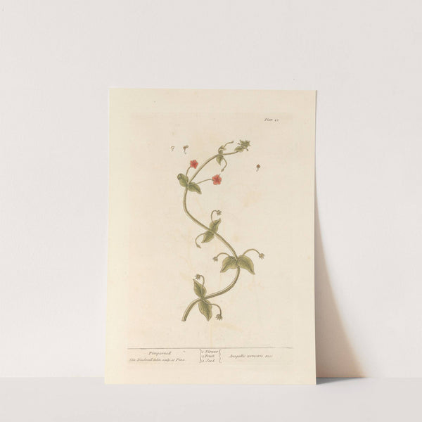 Pimpernell by Elizabeth Blackwell