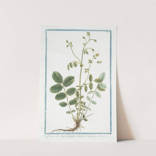 Pimpinella Agrimonioides odorata by Giorgio Bonelli