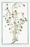 Pimpinella Sanguisorba major hirsuta – Pimprenelle