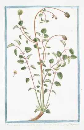 Pimpinella Sanguisorba major hirsuta – Pimprenelle