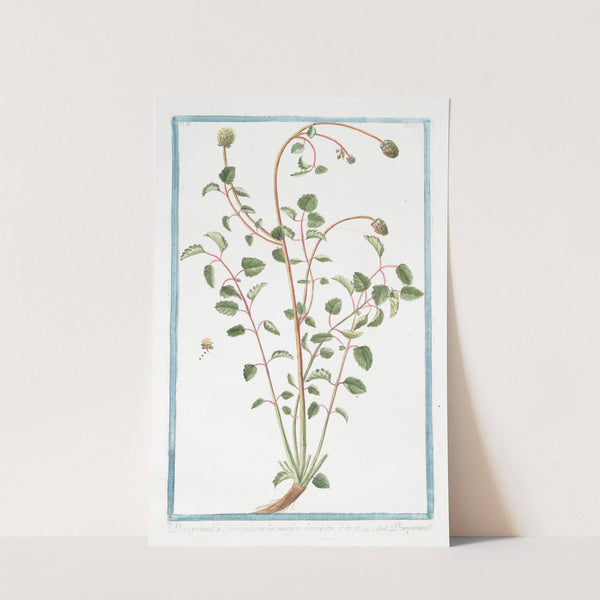 Pimpinella Sanguisorba major hirsuta - Pimprenelle by Giorgio Bonelli