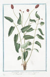 Pimpinella sanguisorba major – Pimpinella – Pimprenelle. (Salad Burnet. Burnet Saxifrage)