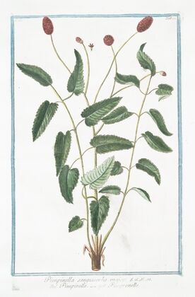 Pimpinella sanguisorba major – Pimpinella – Pimprenelle. (Salad Burnet. Burnet Saxifrage)
