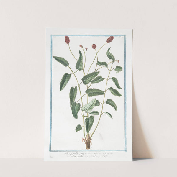 Pimpinella sanguisorba major - Pimpinella - Pimprenelle. (Salad Burnet. Burnet Saxifrage) by Giorgio Bonelli