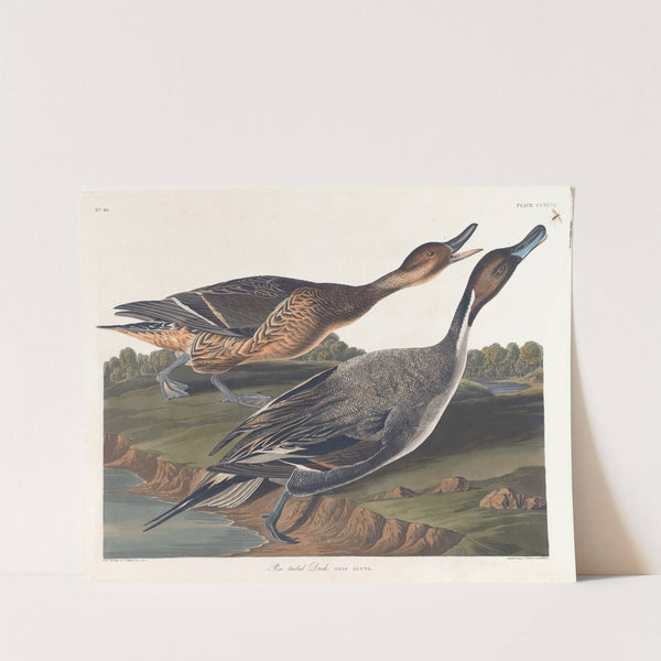 Pin tailed duck (1827–1838) by John James Audubon