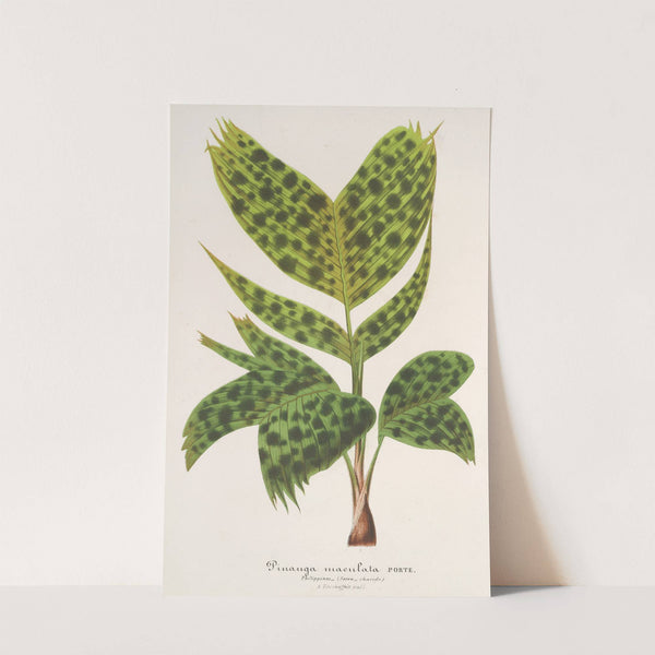 Pinanga maculata by Charles Antoine Lemaire