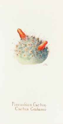 Pincushion Cactus