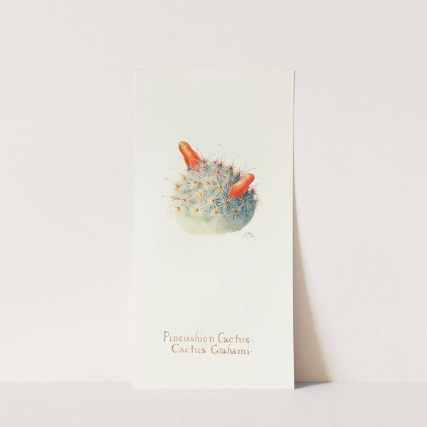 Pincushion Cactus by Margaret Armstrong