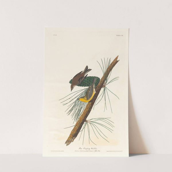 Pine creeping warbler (1827–1838) by John James Audubon