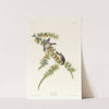 Pine finch (1827–1838) by John James Audubon
