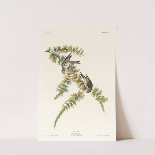 Pine finch (1827–1838) by John James Audubon