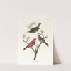 Pine grosbeak (1827–1838) by John James Audubon