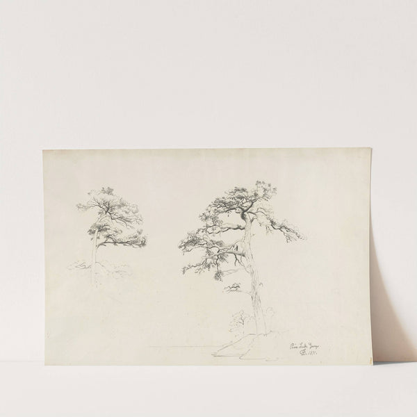 Pine, Lake George (1871) by David Johnson
