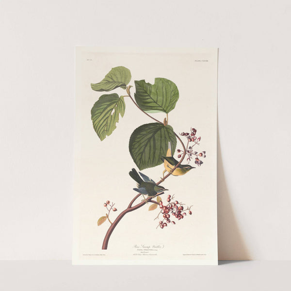 Pine swamp warbler (1827–1838) by John James Audubon