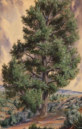 Pine Tree