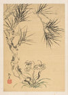 Pine Tree and Fungus