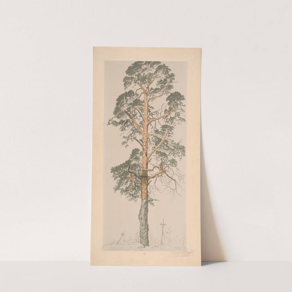 Pine tree from the cemetery in Volchetsk (1916) by Leon Wyczółkowski