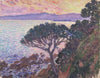 Pine-Tree near the Mediterranean Sea at Sunset