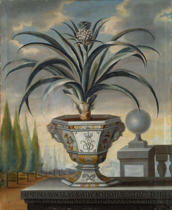 Pineapple plant